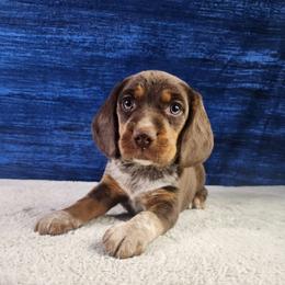 Moose - Brown white and tan male Beagle puppy in Pottersville, Missouri from Lovan's Spring Creek Kennel