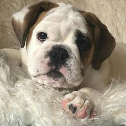 Bulldogs from OkBullieBabies