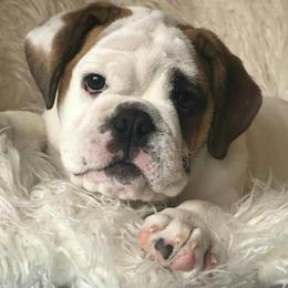 Bulldogs from OkBullieBabies