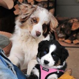Miniature American Shepherds and Miniature Australian Shepherds from Locust Grove Mini Aussies and American shepherds