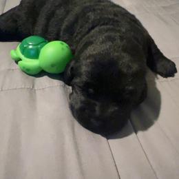 Labrador Retriever Puppies from LakeHouse Labrador Retriever