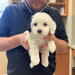 Betty - Black and white female Shihpoo puppy in Delaware, Ohio from 3 doodles’ littles