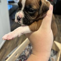 Male 3 - Fawn male Boxer puppy in Charleston, Arkansas from Guardian Kennels