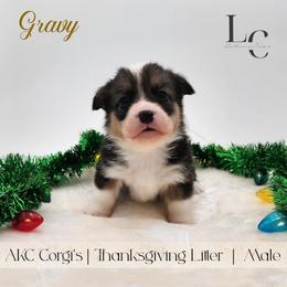 Gravy - Black and tan male Pembroke Welsh Corgi puppy in Pine Village, Indiana from NL Horsemanship