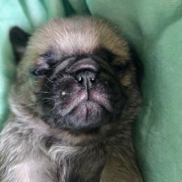 Girl 1 - Fawn female Pug puppy in Gaffney, South Carolina from Sunset Farms