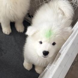 Green Boy - White male Samoyed puppy in Riverton, Utah from Sandy Decker