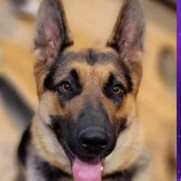 Bella - German Shepherd