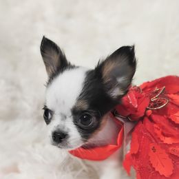 Peppa - Black and white female Chihuahua puppy in Wayland, Michigan from MI Chi