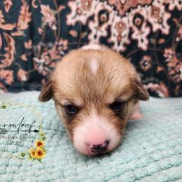 Onion DM CLEAR - Red male Pembroke Welsh Corgi puppy in Idaho from Arrowleaf Corgis