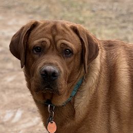 Jimmy - Labrador Retriever