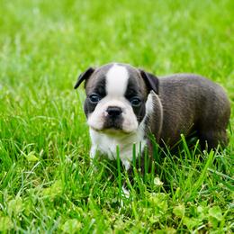Boston Terrier Puppies from Piper Hill Bostons