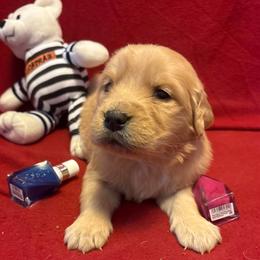 Request - Golden female Golden Retriever puppy in Grant County, Indiana from On The Sunny Side Pavey Farms