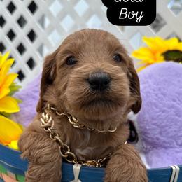 Jack (Gold) - Cream male Goldendoodle puppy in Miami, Florida from Katy's Toy Poodles