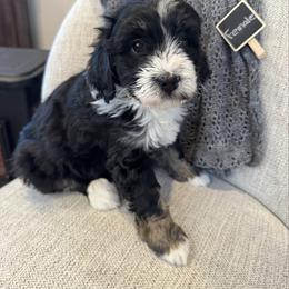 Vixen - Tri-color female Bernedoodle puppy in New Market, Virginia from Frosty & Ginger Co Home of Doodles