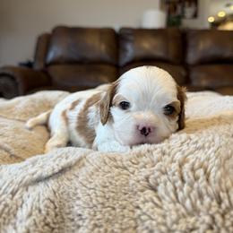Piper - Blenheim female Cavapoo puppy in Brandenburg, Kentucky from Bluegrass River Newfoundlands