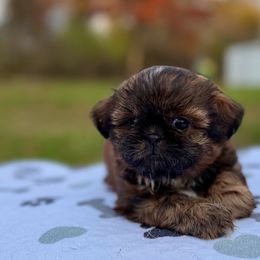 Boy 1 - male Shih Tzu puppy in Wakefield, Rhode Island from Shih Tzu Companions