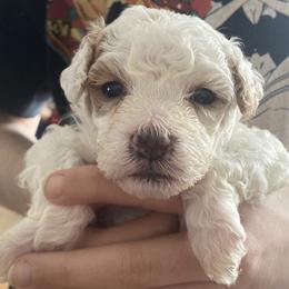 Stormy - Cream male Goldendoodle puppy in Cumberland, Rhode Island from minigoldendoodlesofRI