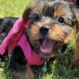 Yorkshire Terriers from Bella and Bugzy Yorkies