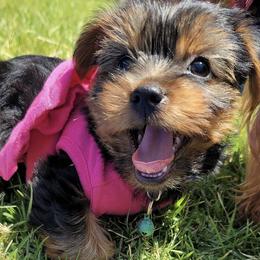 Yorkshire Terriers from Bella and Bugzy Yorkies