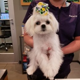 Myka - Maltese