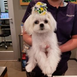 Myka - Maltese