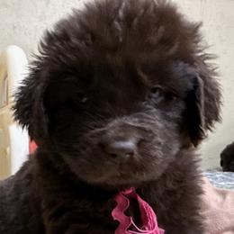 Pink girl - Brown female Newfoundland puppy in Pottstown, Pennsylvania from Latin of Course Newfoundlands