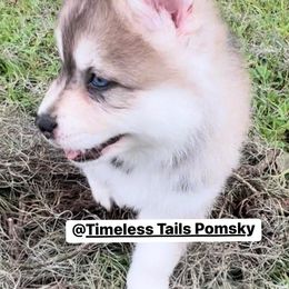 Pomskies from Timeless Tails Pomsky