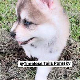 Pomskies from Timeless Tails Pomsky