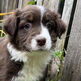 Nebula - Red tri-color Australian Shepherd puppy in Yelm, Washington from Country Rose Australian Shepherds