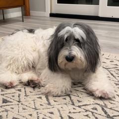 Polish Lowland Sheepdog All Grown Up from Ponavie PONs