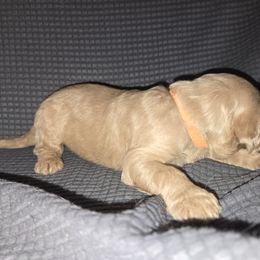 Goldendoodle Puppies from Spirited Doodles