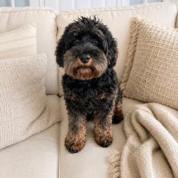 Chai - Australian Labradoodle