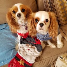 Cavalier King Charles Spaniels from Evergreen Cavaliers