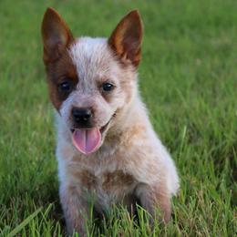 Ember - Red speckled female Australian Cattle Dog puppy in Waxahachie, Texas from MC Heelers