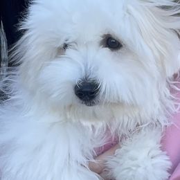 Coton de Tulear Puppies from Cotoncutie