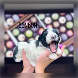 Bonbon - Cream female Whoodle puppy in Knoxville, Tennessee from Fleury Farm Doodles TN