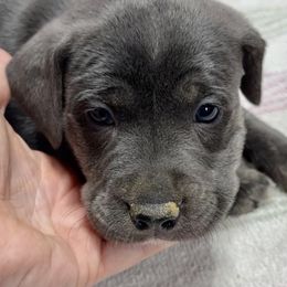 Blue F - Brindle female Mountain Cur puppy in Georgetown, Ohio from Walnut Ridge Mountain Curs