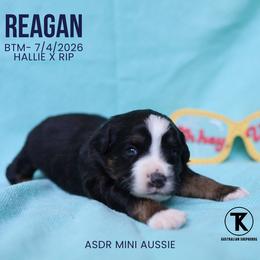 Reagan- BTM - Black tri male Miniature Australian Shepherd puppy in Nacogdoches, Texas from TK Standard, Mini, & Toy Aussies