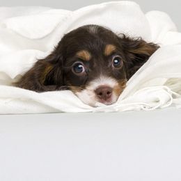 Cockapoo Puppies from Eden Dog