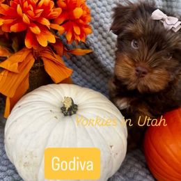Godiva - Chocolate, tan and white female Yorkshire Terrier puppy in Syracuse, Utah from Yorkies in Utah