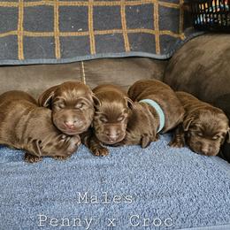 Boy 4 - Chocolate male Labrador Retriever puppy in Boyd, Minnesota from Lindley Labradors