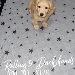 Teddy Bear - Cream male Dachshund puppy in Paris, Texas from Rolling9dachshunds