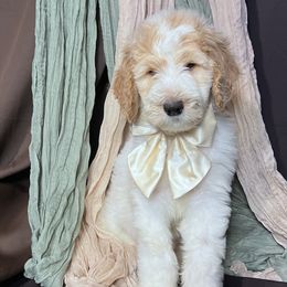 Girl 4 - Goldendoodle puppy from Tar Heel Doods