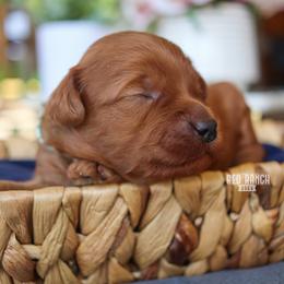 Brooks - Red  male Goldendoodle puppy in Salado, Texas from Red Ranch Dogs