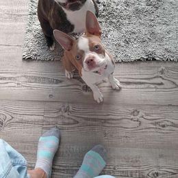 Frankie - Boston Terrier