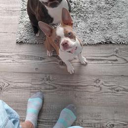 Frankie - Boston Terrier