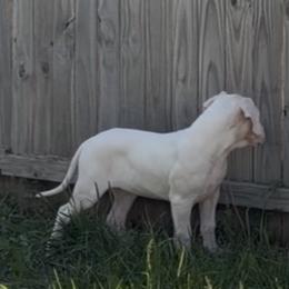 Oso - White male Dogo Argentino puppy in Virginia from La Historia Dogo