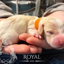 Dachshund Puppies from 208 Dox Dynasty