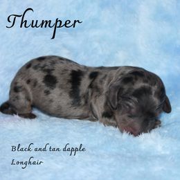Boy 1 - Dapple Dachshund puppy in Paris, Texas from Kuttin’ Up Mini Aussies