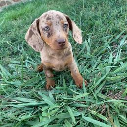 Dachshunds from M- Ranch Kennel
